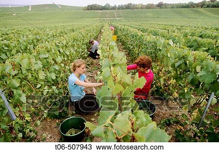 Chardonnay vine-harvest at fall in vineyards, Champagne district, France View Large Photo Image Stock Image - Chardonnay vine-harvest at fall in vineyards, Champagne district, France. Fotosearch