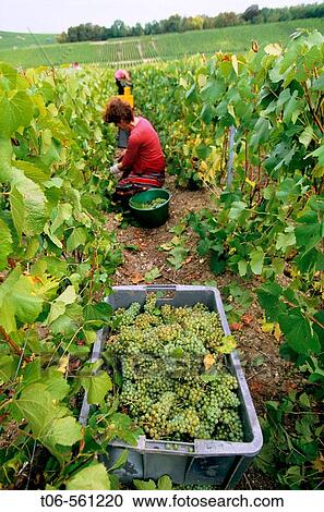 Stock Image - Chardonnay, vine-harvest at fall in vineyards, Champagne district, France. Fotosearch