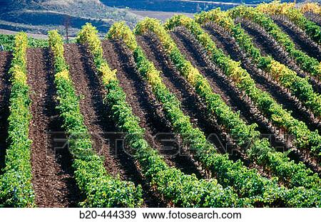 Chardonnay Vineyards, Villamayor de Monjardin, Navarre, Spain View Large Photo Image Stock Photo - Chardonnay Vineyards, Villamayor de Monjardin, Navarre, Spain. Fotosearch