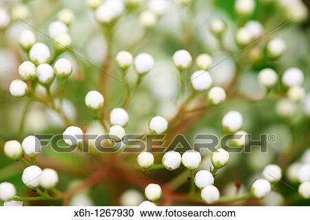 Stock Image - Charming Pyracantha Buds in Spring. Fotosearch