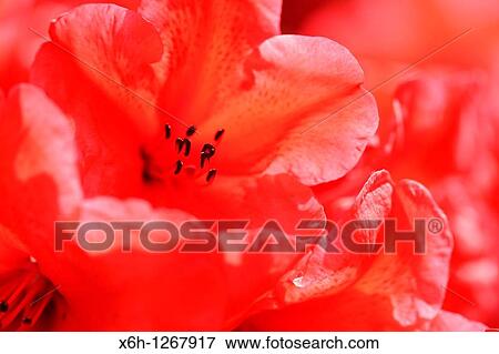 Charming Red Azaleas with an Orange Flare View Large Photo Image Stock Photo - Charming Red Azaleas with an Orange Flare. Fotosearch