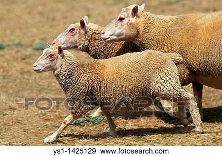 CHARMOIS SHEEP, A FRENCH BREED, GROUP RUNNING THROUGH MEADOW View Large Photo Image Stock Photo - CHARMOIS SHEEP, A FRENCH BREED, GROUP RUNNING THROUGH MEADOW. Fotosearch