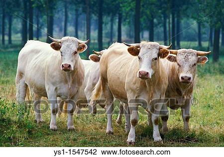 Charolais Cattle, a French Breed, Herd View Large Photo Image Stock Image - Charolais Cattle, a French Breed, Herd. Fotosearch