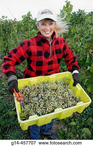 Chateau Chantal Vineyards, harvested grapes, White female worker. Traverse City, Old Mission Peninsula. Michigan. USA. View Large Photo Image Stock Photo - Chateau Chantal Vineyards, harvested grapes, White female worker. Traverse City, Old Mission Peninsula. Michigan. USA.. Fotosearch