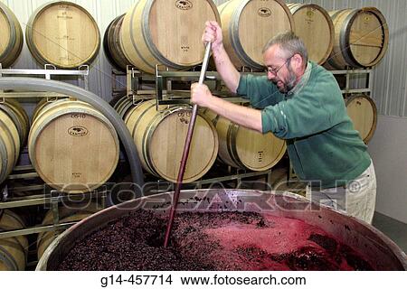 Chateau Grand Traverse Winery, worker, punching grapes, barrels, casks. Traverse City, Old Mission Peninsula. Michigan. USA. View Large Photo Image Picture - Chateau Grand Traverse Winery, worker, punching grapes, barrels, casks. Traverse City, Old Mission Peninsula. Michigan. USA.. Fotosearch