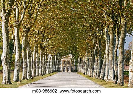 Chateau Margaux entrance Sycamore trees famous vineyard Medoc Bordeaux Aquataine France View Large Photo Image Stock Image - Chateau Margaux entrance Sycamore trees famous vineyard Medoc Bordeaux Aquataine France. Fotosearch