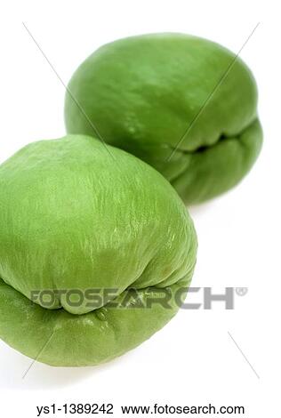 Chayote, sechium edule, Mexican Fruit against White Background View Large Photo Image Stock Image - Chayote, sechium edule, Mexican Fruit against White Background. Fotosearch
