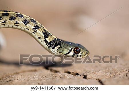 Checkered Garter Snake - Los Novios Ranch - near Cotulla, Texas USA View Large Photo Image Stock Photo - Checkered Garter Snake - Los Novios Ranch - near Cotulla, Texas USA. Fotosearch