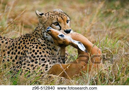 Stock Image - Cheetah (Acinonix jubatus). Masai Mara. Kenya. Fotosearch
