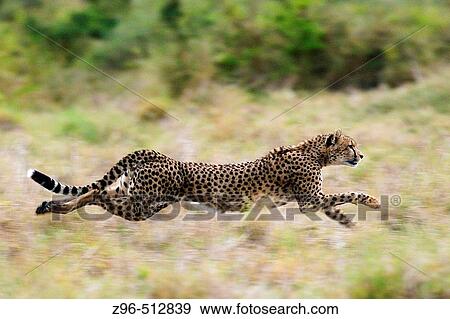 Cheetah (Acinonix jubatus). Masai Mara. Kenya View Large Photo Image Stock Photo - Cheetah (Acinonix jubatus). Masai Mara. Kenya. Fotosearch