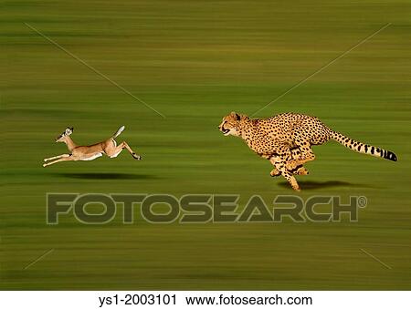 CHEETAH acinonyx jubatus, Adult hunting a Thomson's Gazelle, gazella thomsoni View Large Photo Image Stock Image - CHEETAH acinonyx jubatus, Adult hunting a Thomson's Gazelle, gazella thomsoni. Fotosearch