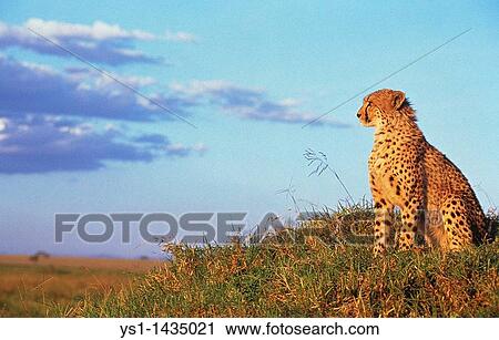 CHEETAH acinonyx jubatus, ADULT LOOKING AROUND, MASAI MARA PARK, KENYA View Large Photo Image Stock Image - CHEETAH acinonyx jubatus, ADULT LOOKING AROUND, MASAI MARA PARK, KENYA. Fotosearch