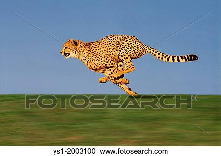 CHEETAH acinonyx jubatus, Adult running through Savannah View Large Photo Image Stock Image - CHEETAH acinonyx jubatus, Adult running through Savannah. Fotosearch
