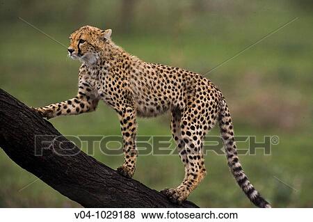 Stock Photo - Cheetah (Acinonyx jubatus) climbing up a tree in the Serengeti National Park in Tanzania, Africa. Fotosearch