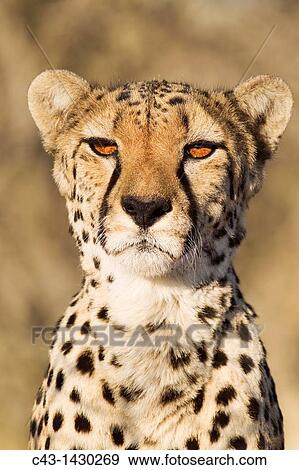 Cheetah Acinonyx jubatus - Close-up of a female Photographed in captivity on a farm Namibia View Large Photo Image Stock Photo - Cheetah Acinonyx jubatus - Close-up of a female Photographed in captivity on a farm Namibia. Fotosearch