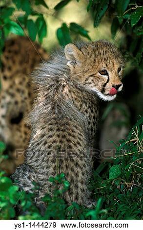 CHEETAH acinonyx jubatus, CUB LICKING ITS NOSE View Large Photo Image Stock Photo - CHEETAH acinonyx jubatus, CUB LICKING ITS NOSE. Fotosearch