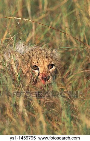 CHEETAH acinonyx jubatus, CUB WITH BLOODY FACE, CAMOUFLAGED IN LONG GRASS, KENYA View Large Photo Image Stock Photography - CHEETAH acinonyx jubatus, CUB WITH BLOODY FACE, CAMOUFLAGED IN LONG GRASS, KENYA. Fotosearch