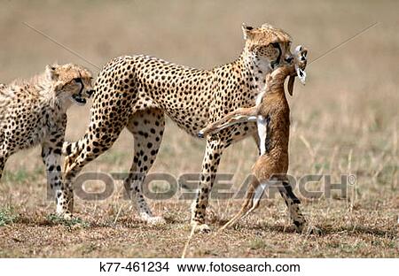 Cheetah (Acinonyx jubatus), female with young and prey. Masai Mara Game Reserve. Kenya View Large Photo Image Picture - Cheetah (Acinonyx jubatus), female with young and prey. Masai Mara Game Reserve. Kenya. Fotosearch