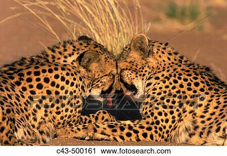 Stock Image - Cheetah (Acinonyx jubatus); grooming pair, photographed in captivity on a farm. Namibia.. Fotosearch