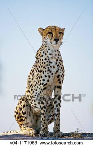 Cheetah (Acinonyx jubatus) in Botswana, Africa View Large Photo Image Stock Photo - Cheetah (Acinonyx jubatus) in Botswana, Africa. Fotosearch