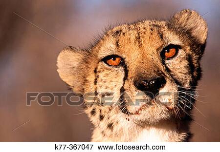 Cheetah (Acinonyx jubatus) in captivity. Game Farm. Namibia. View Large Photo Image Stock Photo - Cheetah (Acinonyx jubatus) in captivity. Game Farm. Namibia.. Fotosearch