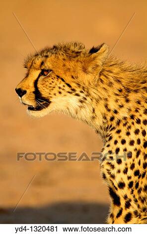 Stock Image - Cheetah Acinonyx jubatus, Kgalagadi Transfrontier Park, Kalahari desert, South Africa. Fotosearch