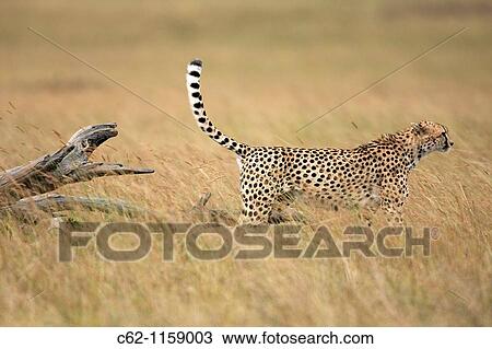 Cheetah (Acinonyx jubatus) male scent marking his territory, Maasai Mara National Reserve, Kenya View Large Photo Image Stock Image - Cheetah (Acinonyx jubatus) male scent marking his territory, Maasai Mara National Reserve, Kenya. Fotosearch