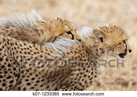 Cheetah Acinonyx jubatus, Masai Mara, Kenya View Large Photo Image Stock Photography - Cheetah Acinonyx jubatus, Masai Mara, Kenya. Fotosearch