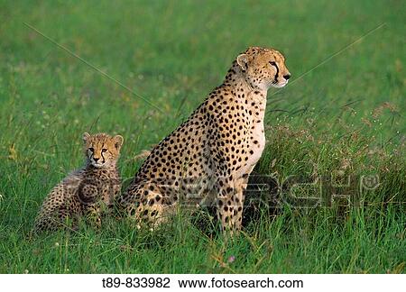 Cheetah Acinonyx jubatus Mother and young View Large Photo Image Stock Image - Cheetah Acinonyx jubatus Mother and young. Fotosearch