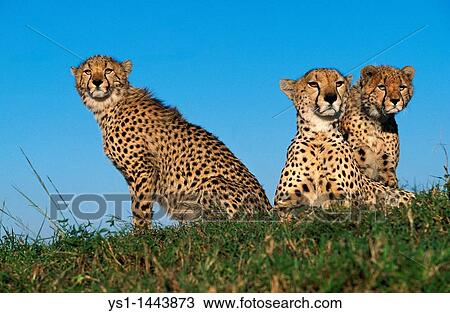 CHEETAH acinonyx jubatus, MOTHER WITH CUB, KENYA View Large Photo Image Stock Image - CHEETAH acinonyx jubatus, MOTHER WITH CUB, KENYA. Fotosearch