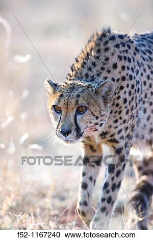 Cheetah (Acinonyx jubatus), Namibia View Large Photo Image Stock Image - Cheetah (Acinonyx jubatus), Namibia. Fotosearch