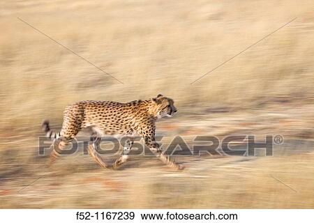 Cheetah (Acinonyx jubatus), Namibia View Large Photo Image Stock Photo - Cheetah (Acinonyx jubatus), Namibia. Fotosearch