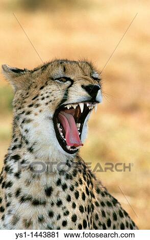 CHEETAH acinonyx jubatus, PORTRAIT OF ADULT YAWNING, KENYA View Large Photo Image Stock Image - CHEETAH acinonyx jubatus, PORTRAIT OF ADULT YAWNING, KENYA. Fotosearch