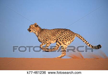 Cheetah (Acinonyx jubatus), running. Game farm, Namibia (captive) View Large Photo Image Stock Photograph - Cheetah (Acinonyx jubatus), running. Game farm, Namibia (captive). Fotosearch