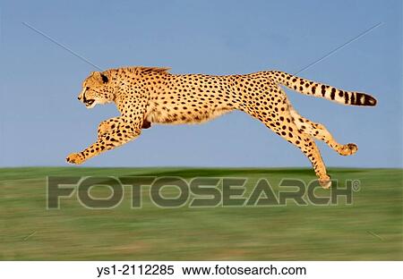 Cheetah, acinonyx jubatus, Running. View Large Photo Image Stock Photography - Cheetah, acinonyx jubatus, Running.. Fotosearch