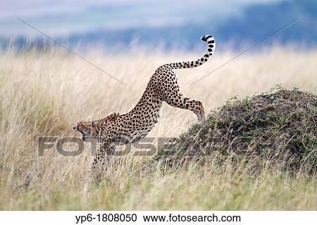 Cheetah Acinonyx jubatus stretching and yawning, Masai Mara, Kenya View Large Photo Image Stock Image - Cheetah Acinonyx jubatus stretching and yawning, Masai Mara, Kenya. Fotosearch