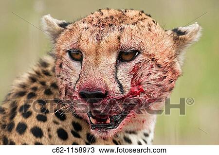 Cheetah (Acinonyx jubatus) with face bloodied after kill -portrait-, Maasai Mara National Reserve, Kenya View Large Photo Image Stock Image - Cheetah (Acinonyx jubatus) with face bloodied after kill -portrait-, Maasai Mara National Reserve, Kenya. Fotosearch