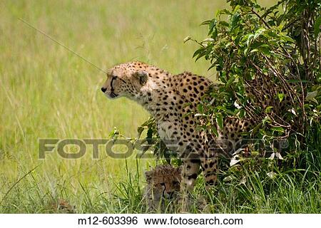 Cheetah Cub with mother in the Masai Mara View Large Photo Image Stock Photograph - Cheetah Cub with mother in the Masai Mara. Fotosearch