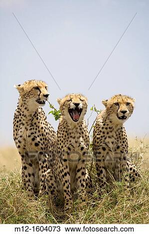 Cheetah family in the Masai Mara View Large Photo Image Stock Image - Cheetah family in the Masai Mara. Fotosearch