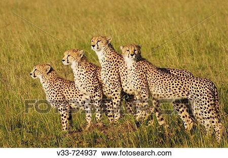 Cheetah family survey the savanna for prey View Large Photo Image Stock Photo - Cheetah family survey the savanna for prey. Fotosearch