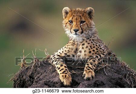 Cheetah in Massai Mara View Large Photo Image Stock Photo - Cheetah in Massai Mara. Fotosearch