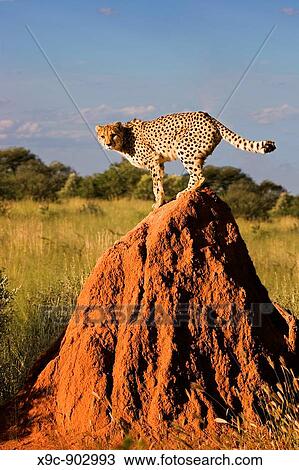 Cheetah on a Termite Mount View Large Photo Image Stock Image - Cheetah on a Termite Mount. Fotosearch