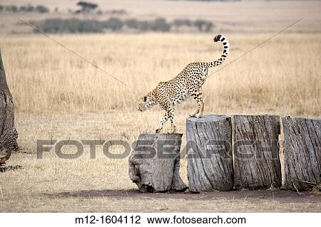 Cheetah on logs in the Masai Mara View Large Photo Image Stock Image - Cheetah on logs in the Masai Mara. Fotosearch