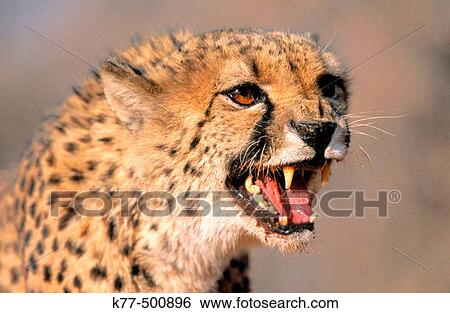 Cheetah, portrait (Acinonyx jubatus) captive. Game Farm. Namibia. View Large Photo Image Stock Photograph - Cheetah, portrait (Acinonyx jubatus) captive. Game Farm. Namibia.. Fotosearch
