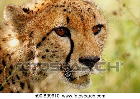 Cheetah View Large Photo Image Stock Image - Cheetah. Fotosearch