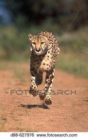 Stock Photograph - Cheetah. Fotosearch