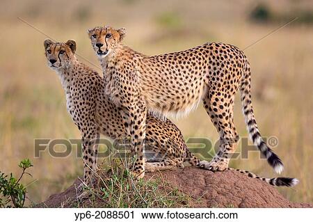 Stock Image - Cheetahs (Acinonyx jubatus) on termite mound, Masai Mara, Kenya.. Fotosearch
