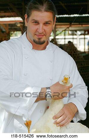 Chef holding live duck View Large Photo Image Stock Photograph - Chef holding live duck. Fotosearch
