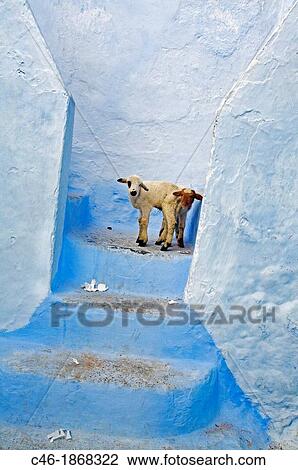 Chefchaouen Rif region, Morocco. View Large Photo Image Stock Image - Chefchaouen Rif region, Morocco.. Fotosearch