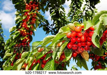 Cherries, Cherry tree, Agricultural fields, High Ribera, Arga-Aragon Ribera, Milagro, Navarre, Spain. View Large Photo Image Stock Photo - Cherries, Cherry tree, Agricultural fields, High Ribera, Arga-Aragon Ribera, Milagro, Navarre, Spain.. Fotosearch